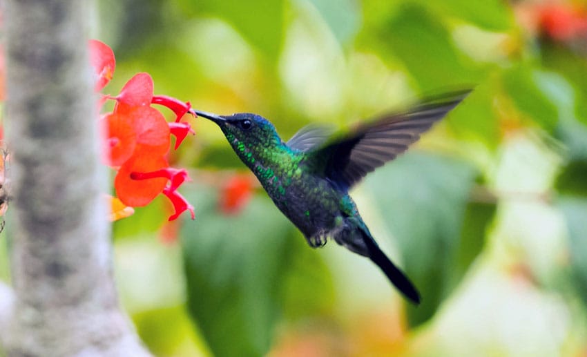 do Hummingbirds eat bugs