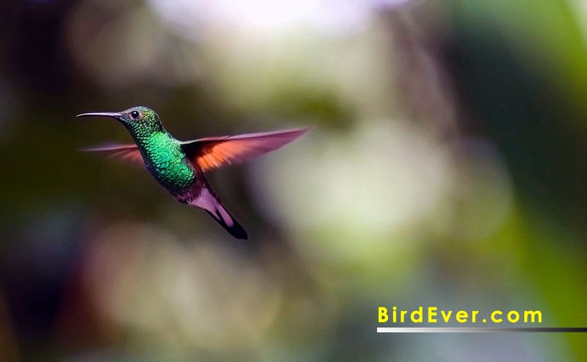 Do Hummingbirds Eat Bugs? A Helpful BirdEver Guide in 2023 2 Do Hummingbirds Eat Seeds