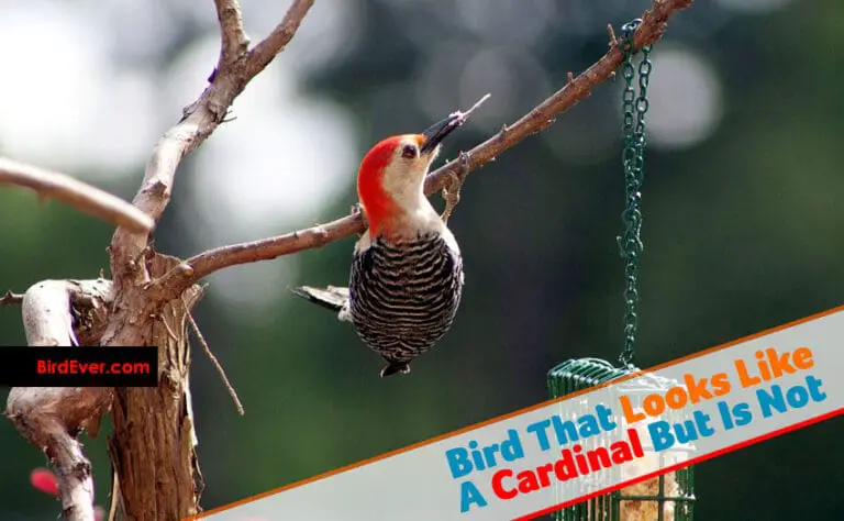 Which Bird Look Like A Cardinal Bird? | 8 Similar Birds of Cardinals