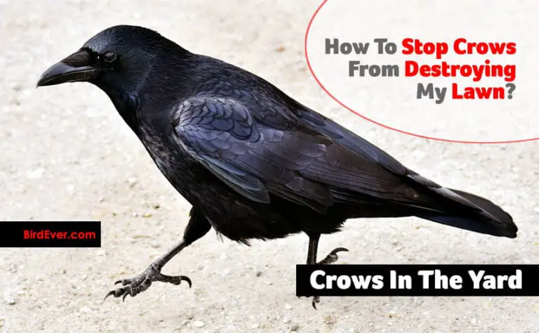 How To Stop Crows From Destroying My Lawn? 12 Proven Methods