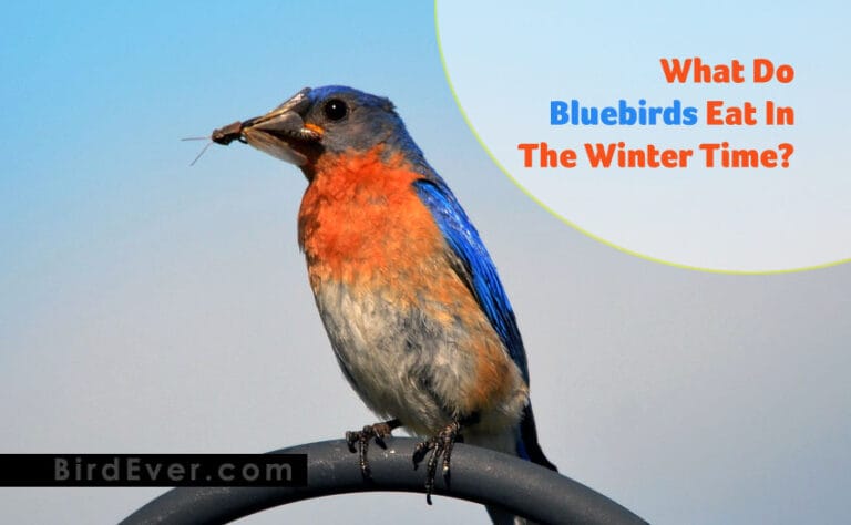 What Do Bluebirds Eat In The Winter Time? | Bluebirds Food Guide