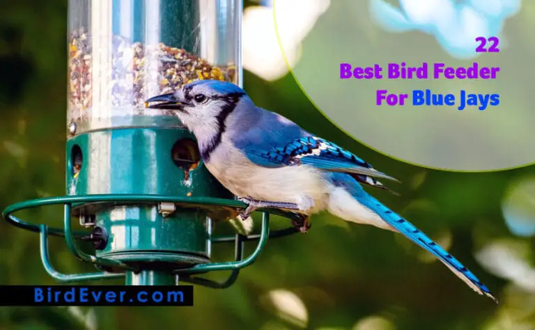 22 Best Bird Feeder For Blue Jays | Reviewed by BirdEver.com