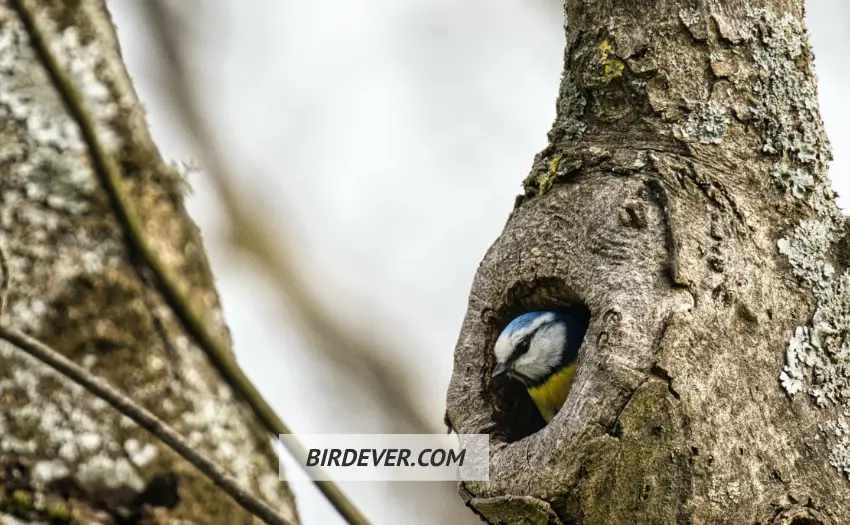 5 Key Facts About Bird Nest Cavities