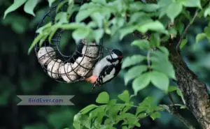 Do Woodpeckers Eat Wood Bees? 6 Tremendous Facts To Know