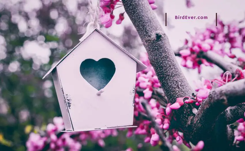 How To Attract Finches To Bird House? 6 Handy Tips To Apply 2 6 Tips on How to Attract Finches To Bird House