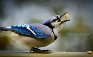 Do Blue Jays Migrate In The Winter? 7 Migration Facts