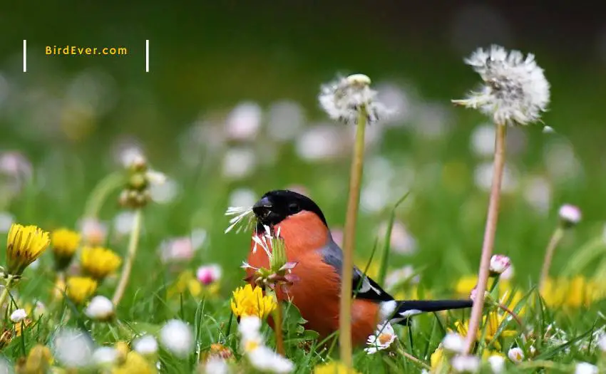 Are Finches Good Pets? - 7 Best Reasons You May Want One! 3 7 Reasons To Keep Finches As Pets