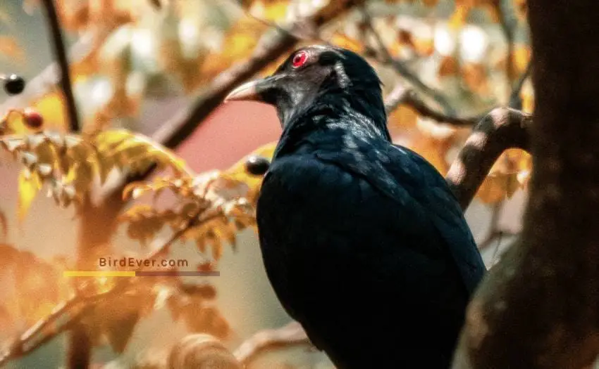 What Do Cuckoo Birds Look Like? 9 Splendid Facts About Cuckoo 3 9 Splendid Cuckoo Facts