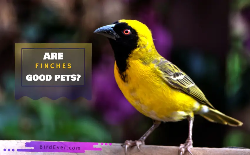Are Finches Good Pets