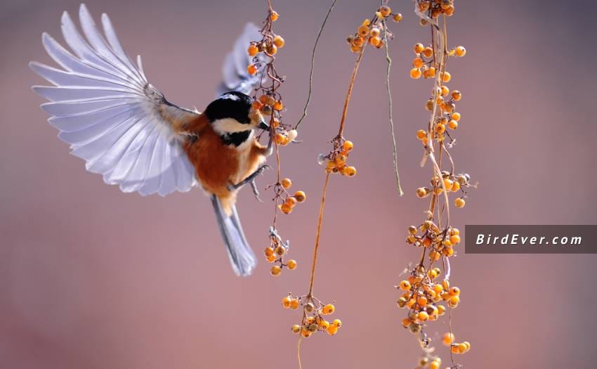 How To Tell If A Bird Is Stunned Or Dead? 6 Ways To Make Sure 3 Bird Treatment