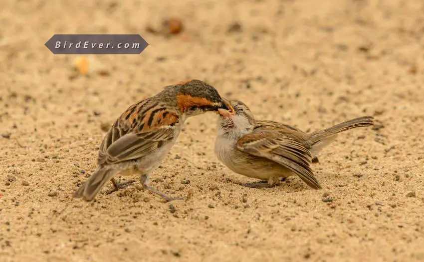 What Do Finches Feed Their Babies? 6 Things To Know About Parent Finches 3 Birds Feed Their Baby