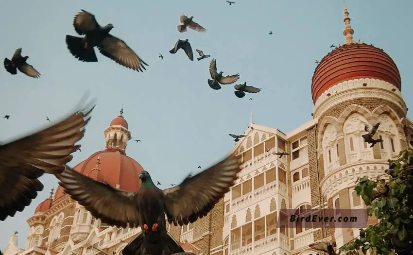 What Bird Can Fly The Highest? Top 9 Highest Flying Birds 3 Birds That Can Fly The Highest