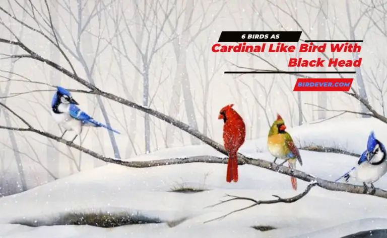 Cardinal Like Bird With Black Head- 6 Awesome Birds That Look Like Cardinals