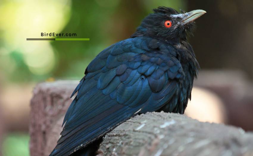 What Do Cuckoo Birds Look Like? 9 Splendid Facts About Cuckoo 2 Common Characteristics Of Cuckoo