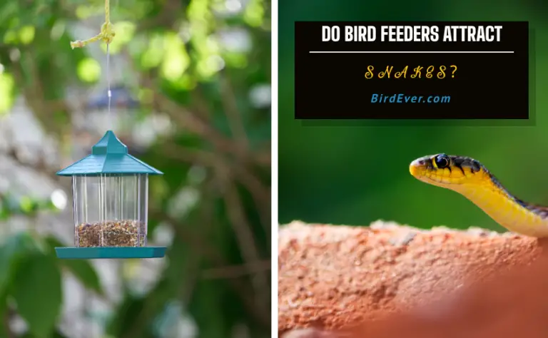 Do Bird Feeders Attract Snakes? Explore Facts & Myths