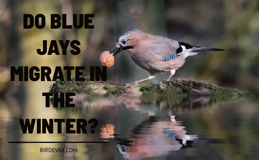 Do Blue Jays Migrate In The Winter