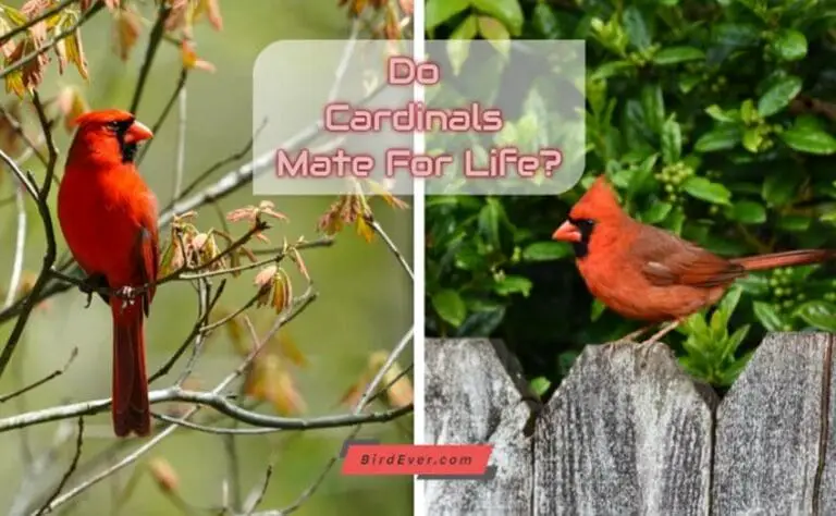 Do Cardinal Mate For Life? 6 Tips To Impress Cardinals