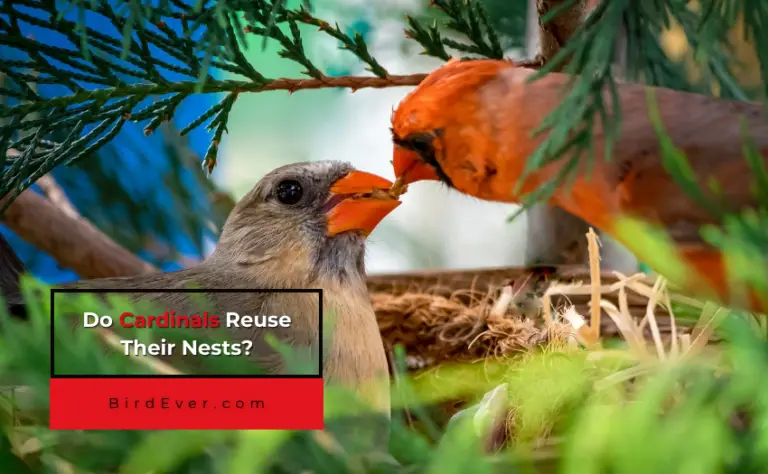 Do Cardinals Reuse Their Nests? 6 Reasons To Know!