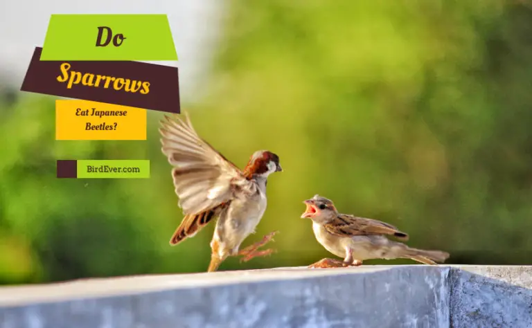 Do Sparrows Eat Japanese Beetles? – 7 Surprising Facts About Sparrow