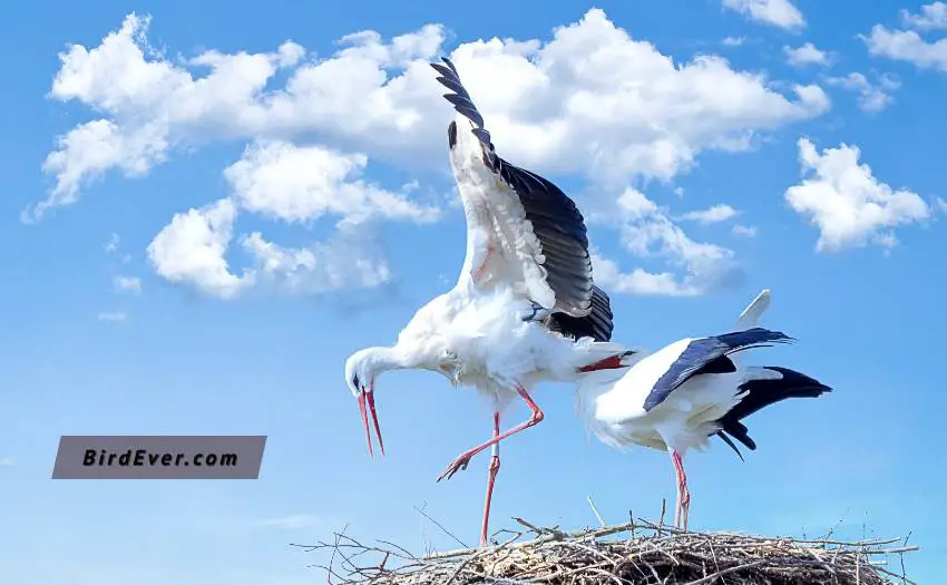 What Bird Can Fly The Highest? Top 9 Highest Flying Birds 2 Highest-Flying-Birds