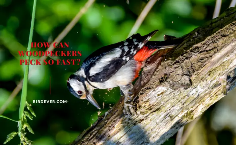 How Can Woodpeckers Peck So Fast? 9 Feathered Reasons