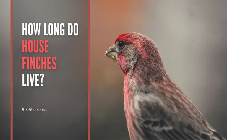 How Long Do House Finches Live? A Complete Guide To Living With A Pet Finch