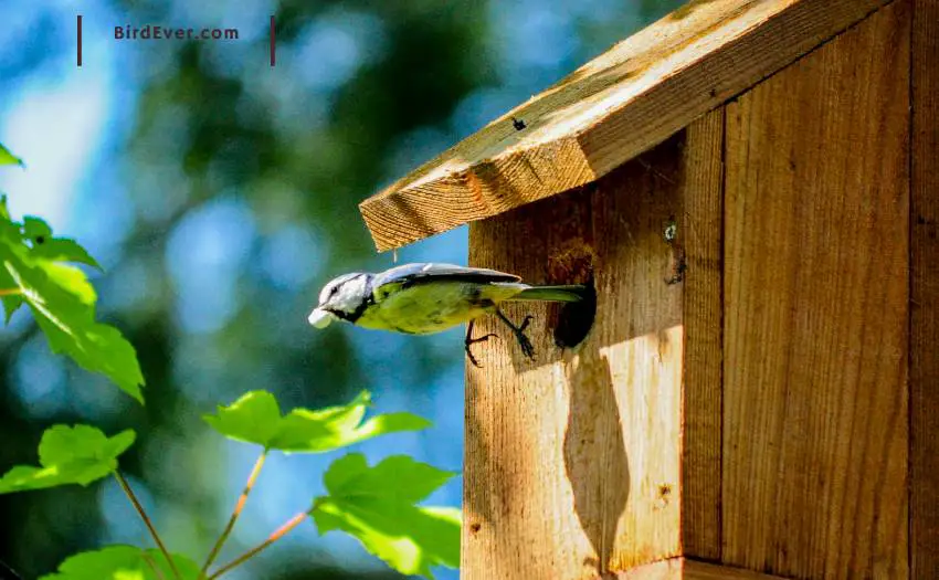 How To Attract Finches To Bird House? 6 Handy Tips To Apply 3 How To Attract Birds To Bird House