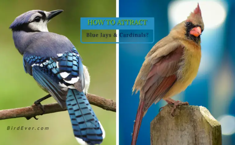 How To Attract Blue Jays And Cardinals? A Guide For Beginners