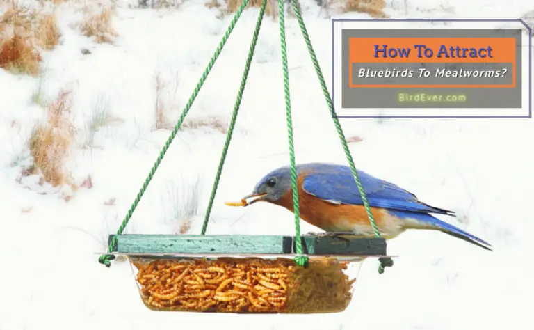 How To Attract Bluebirds To Mealworms? 9 Striking Tips