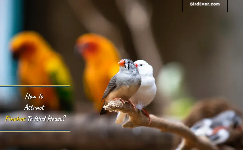 How To Attract Finches To Bird House