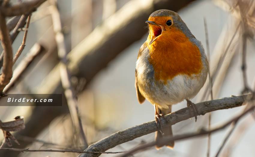 How To Tell If A Bird Is Stunned Or Dead? 6 Ways To Make Sure 2 How To Enliven A Stunned Bird