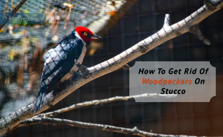 How To Get Rid Of Woodpeckers On Stucco? 8 Ways to Eliminate From Property