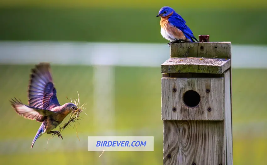 How To Identify A Birds Nest? 6 Types Of Nest Identification 2 How To Identify Bullock's Oriole Nest