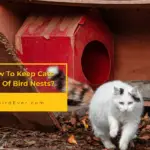 How To Keep Cats Out Of Bird Nests? 6 Practical Tips