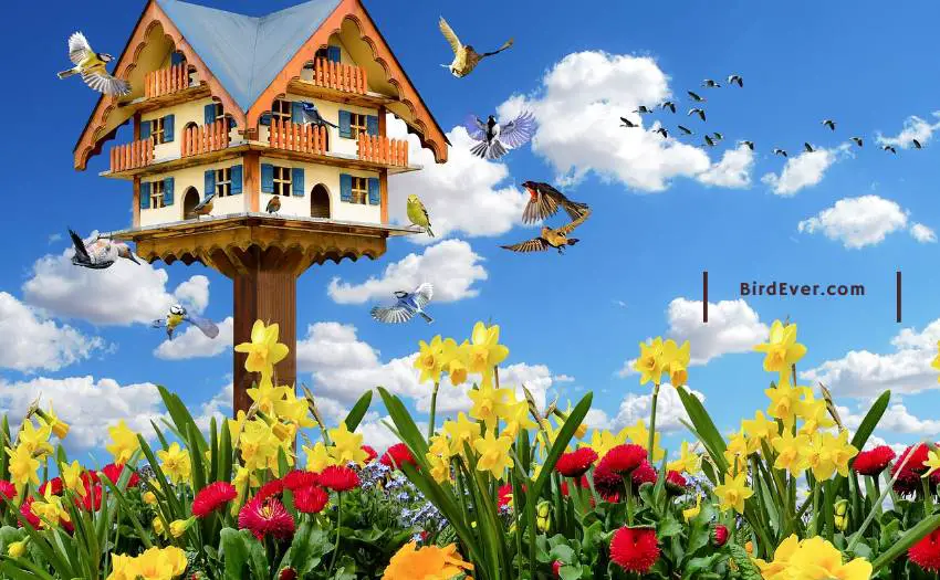 How Long Do House Finches Live? A Complete Guide To Living With A Pet Finch 2 How To Make Finch's Home More Comfortable