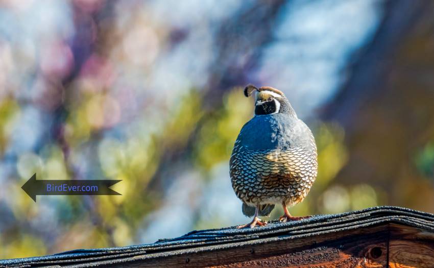 How To Stop Birds From Nesting Front Door