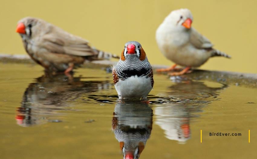 Are Finches Good Pets? - 7 Best Reasons You May Want One! 2 How To Take Care Of Finches