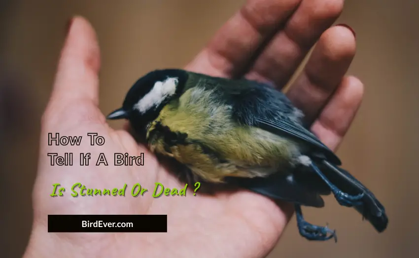 How To Tell If A Bird Is Stunned Or Dead
