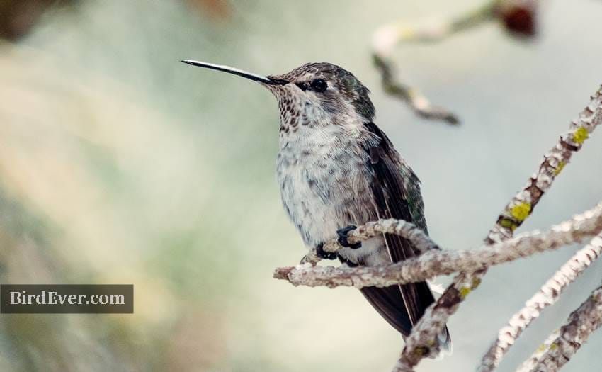 Where Do Hummingbirds Live In The Winter? - How To Find Them 2 Humming Bird In Winter