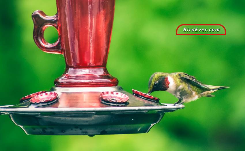 How To Get A Hummingbird Out Of Your Garage? 9 Genuine Tips 2 Keep Hummingbirds Away From Garage