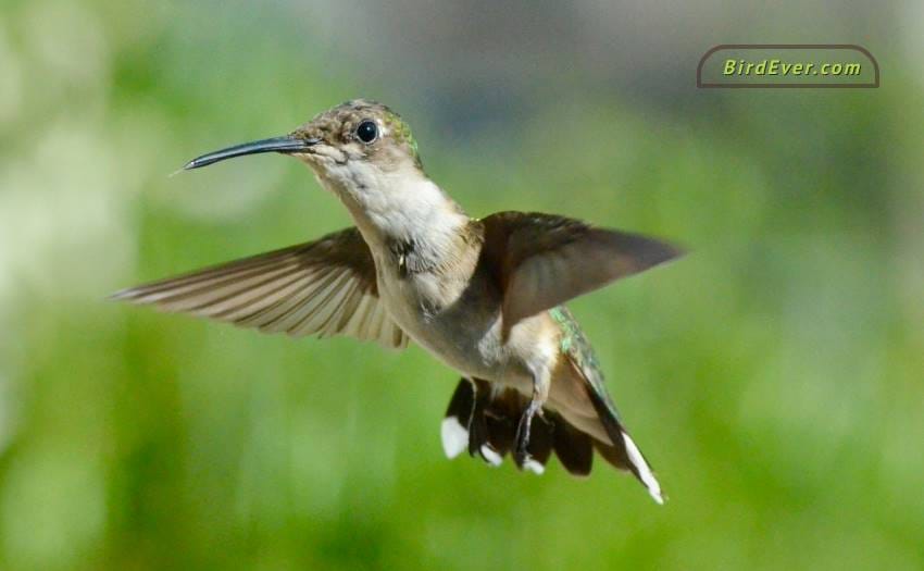 How To Get A Hummingbird Out Of Your Garage? 9 Genuine Tips 3 Keep Hummingbirds Out Of Garage