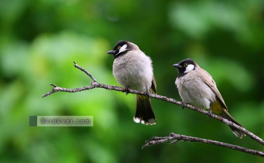 What Do Butcher Birds Look Like? 3 Best Breeder Butcher Birds 2 Key Features Of Butcher Birds