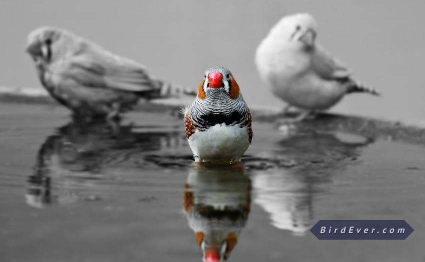 What Do Finches Feed Their Babies? 6 Things To Know About Parent Finches 2 Parent Finches
