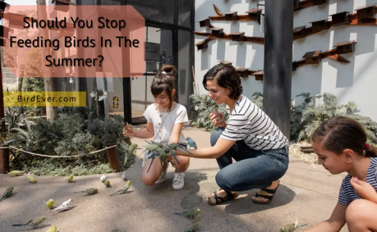 Should You Stop Feeding Birds In The Summer? 7 Reasons Why Not