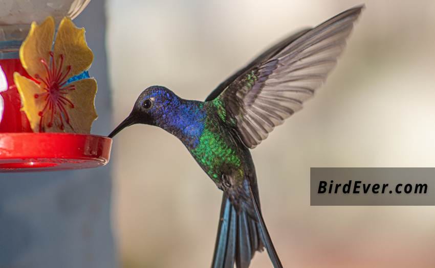 How Long Do Hummingbirds Live in the Wild? 10 Interesting Facts About These Beautiful Birds! 4 Unique Sense Of Smell