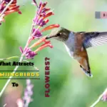 What Attracts Hummingbirds To Flowers?- 9 Charming Flowers