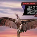 What Bird Can Fly The Highest? Top 9 Highest Flying Birds