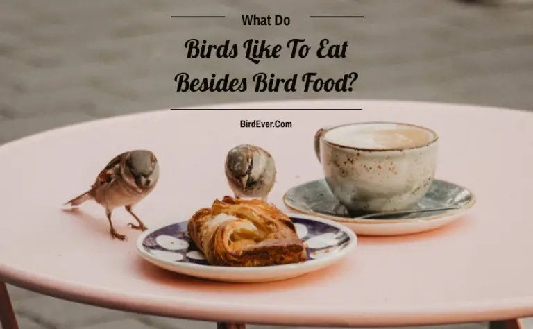 8 Superfoods That Birds Like To Eat Besides Bird Food