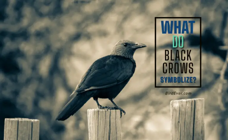 What Do Black Crows Symbolize? Black Crow Symbolism, History & Meaning