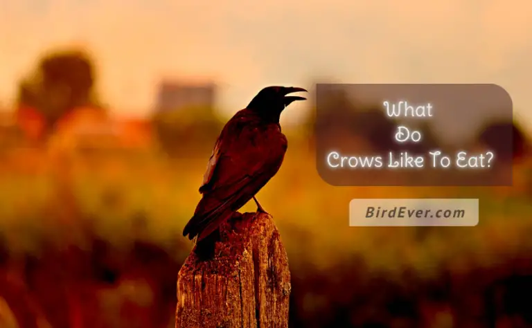 What Do Crows Like To Eat? – 7 Weird Crow Foods